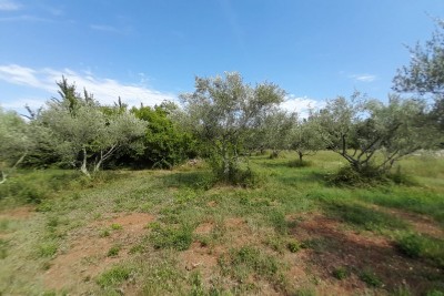 Agricultural land in an attractive location 8