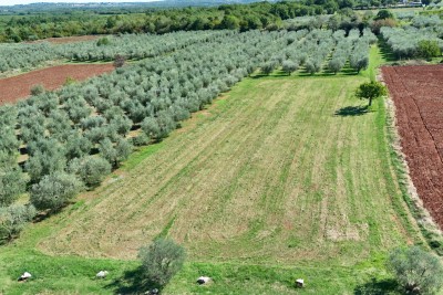 Prostrano građevinsko zemljište za izgradnju 23 stana, 5 km od mora