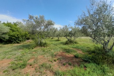 Agricultural land in an attractive location 4