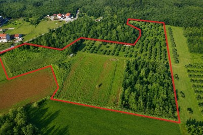 Poljoprivredno zemljište s maslinikom – 3 km od centra Poreča