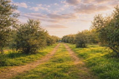 EKSKLUZIVNO – ISTARSKI MASLINIK SA STOLJETNIM MASLINAMA (300+ GODINA)