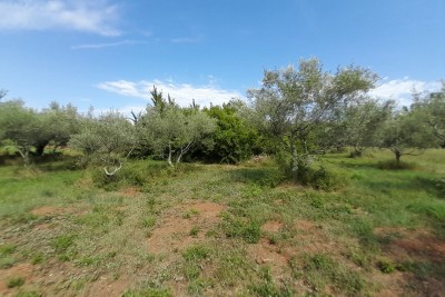 Agricultural land in an attractive location 9