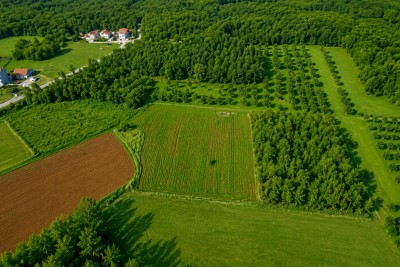 Poljoprivredno zemljište s maslinikom – 3 km od centra Poreča 2