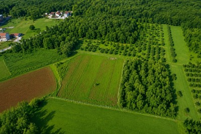 Poljoprivredno zemljište s maslinikom – 3 km od centra Poreča 3