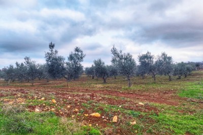 Agricultural land with 60 olive trees 4
